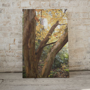 Impressão Em Tela Árvore de Stewartia japonesa colorida, fotográfica