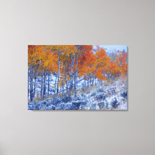 Impressão Em Tela Árvores de Aspen em cores de outono, Montanhas Big