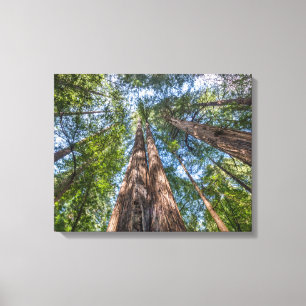 Impressão Em Tela Árvores de Sequoia   Condado de Marin, Califórnia