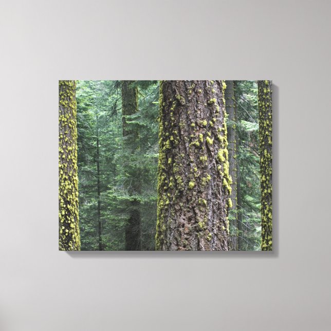 Impressão Em Tela Árvores de sequóia gigante na floresta, Sequoia e (Frente)