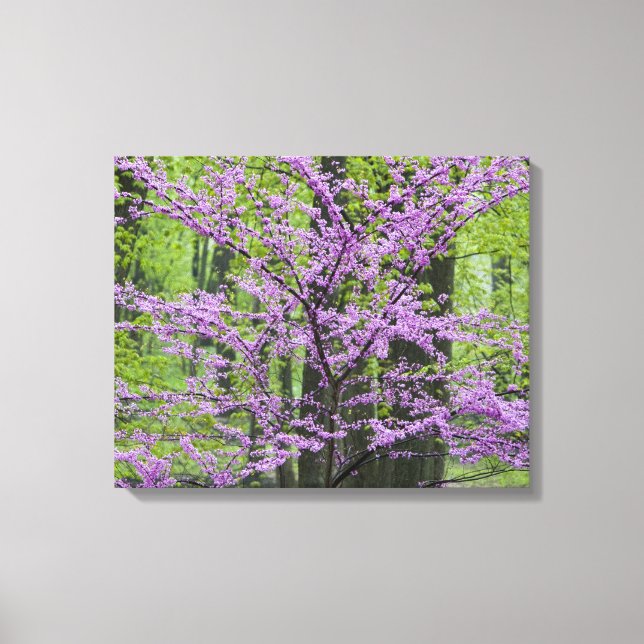 Impressão Em Tela Árvores Redbud em plena floração de primavera pert (Frente)
