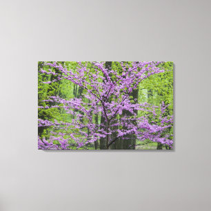 Impressão Em Tela Árvores Redbud em plena floração de primavera pert