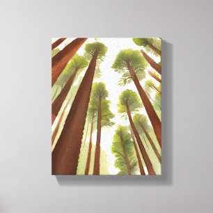 Impressão Em Tela Árvores Redwood Aquarela do Parque Nacional Redw