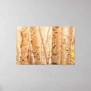 Impressão Em Tela Aspen Árvores em Sol de outono