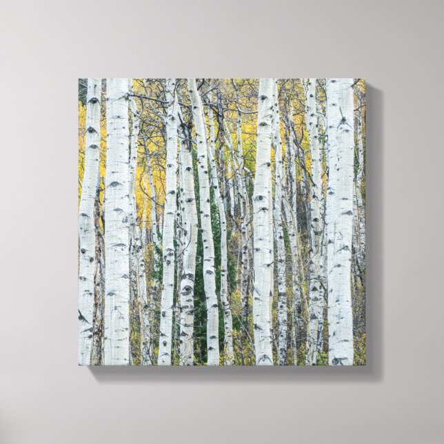 Impressão Em Tela Aspen troncos de árvore | Aspen, Colorado (Frente)
