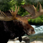 IMPRESSÃO EM TELA "ATUALIZAÇÃO DE MOOSE NA BORDA DOS RIOS"<br><div class="desc">"MOOSE REFRESHING AT RIVERS EDGE" Tela impressa : Canvas estendidas Tipo de mídia impressa: Canvas Premium (Gloss) Transforme suas memórias queridas em uma maravilhosa obra de arte com canvas premium Gisele. Feitas a partir de um papel de arquivo de mistura de algodão-poli sem aditivos, nossas canvas instantâneas e secas fazem...</div>