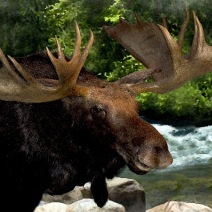 IMPRESSÃO EM TELA "ATUALIZAÇÃO DE MOOSE NA BORDA DOS RIOS"