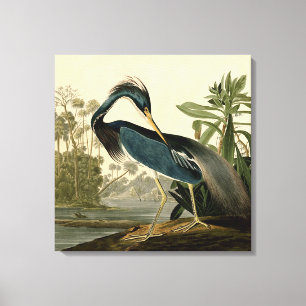 Impressão Em Tela Audubon Garça da Louisiana Pássaros América Arte
