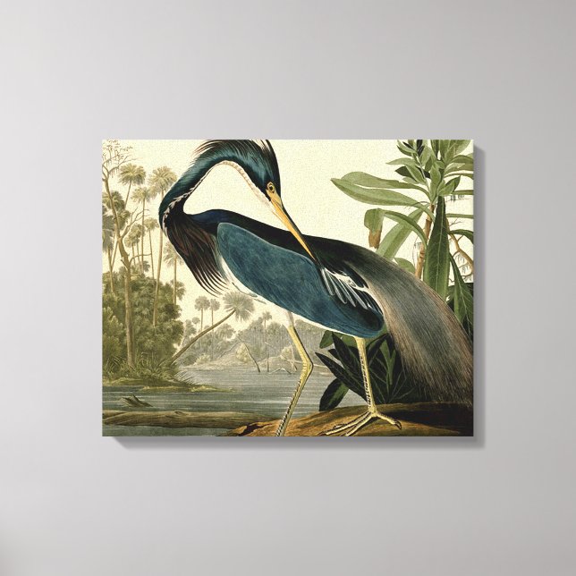 Impressão Em Tela Audubon Louisiana Heron Birds América Art (Frente)