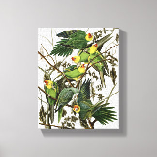 Impressão Em Tela Audubon's Carolina Parakeet
