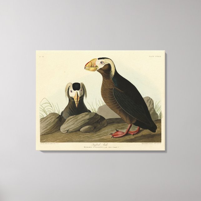 Impressão Em Tela Auk Tufted (Puffin) - Aves da América de Audubon (Frente)