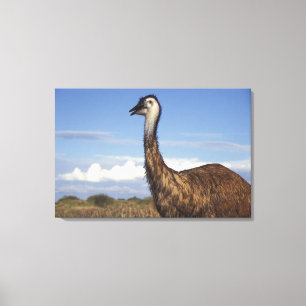 Impressão Em Tela Austrália, Austrália Ocidental. Emu (Dromaius