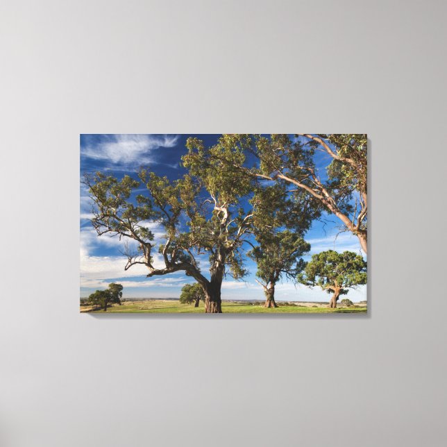 Impressão Em Tela Austrália, Barossa Valley, Mount Pleasant (Frente)