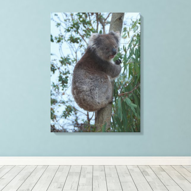 Impressão Em Tela Australia Kangaroo Island Koala in a Tree (Insitu(piso de madeira))
