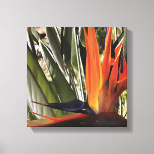 Impressão Em Tela Ave do Paraíso Strelitzia Reginae - Painti acrílic