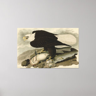 Impressão Em Tela Aves de Audubon com Cabeça Branca (Águia Balda) 