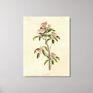 Impressão Em Tela Aves de Audubon do Reino Cuvier (Cuvier's Regulus)