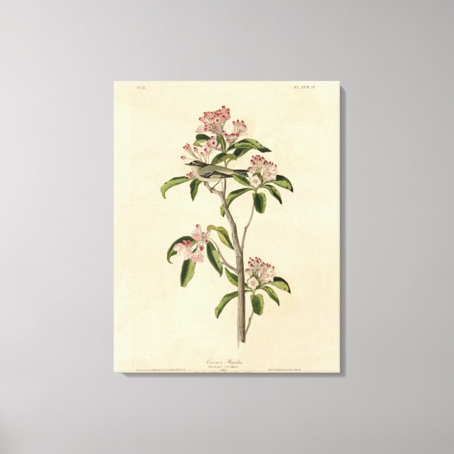 Impressão Em Tela Aves de Audubon do Reino Cuvier (Cuvier's Regulus) (Frente)