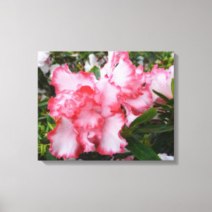 Impressão Em Tela Azaleas Primavera Floral, Vermelhas Duplas e Branc