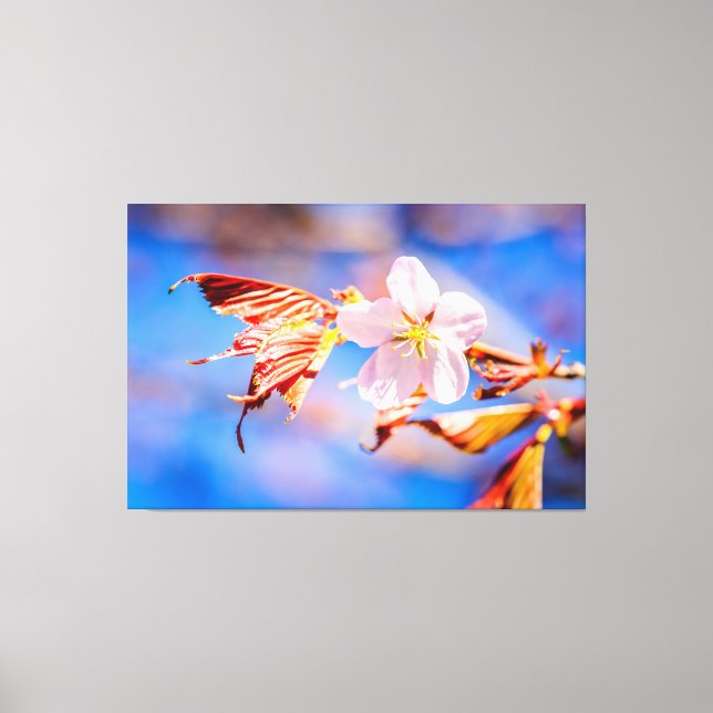 Impressão Em Tela Azul-céu cor-de-rosa Sakura (Frente)