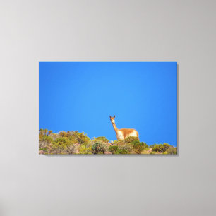 Impressão Em Tela azul do vicuña