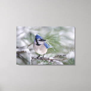Impressão Em Tela Azul Jay, Cyanocitta cristata