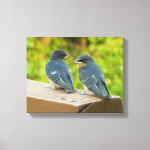 Impressão Em Tela Baby Barn Swallow Nature Bird Foto