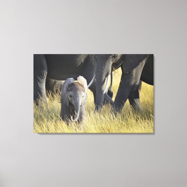 Impressão Em Tela Baby Elephant (Frente)