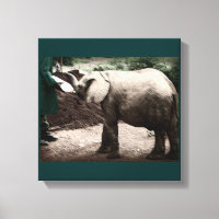 Baby Elephant - Quênia