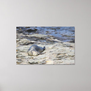 Impressão Em Tela Baby Harbor Seal, Porto Bar, Maine