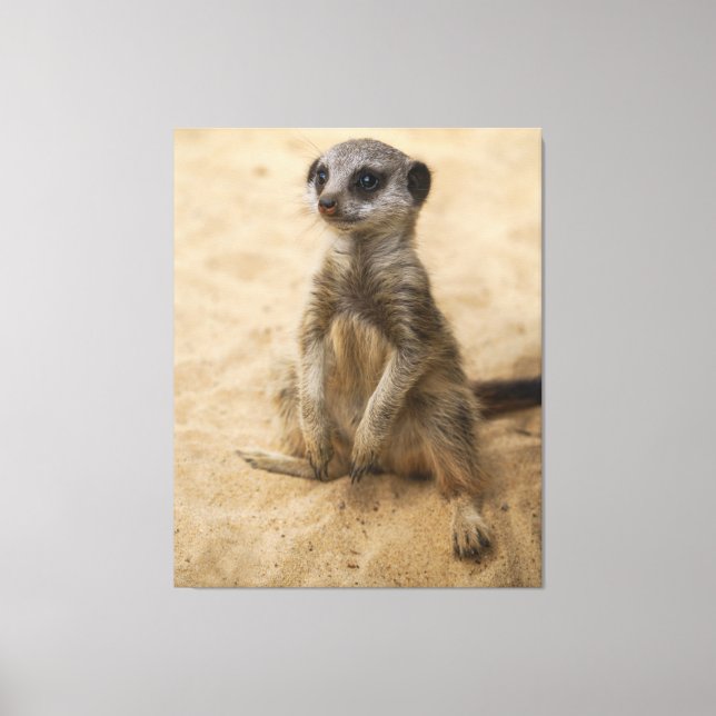 Impressão Em Tela Baby Meerkat Sentado Na Areia (Frente)