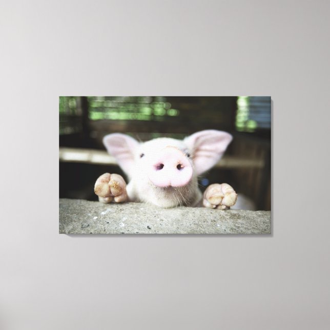 Impressão Em Tela Baby Pig in Caneta, (Frente)