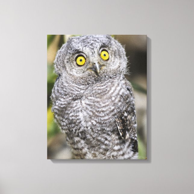 Impressão Em Tela Baby Screetch-Owl (Frente)