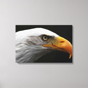 Impressão Em Tela Bald Eagle 24x16 (60x40cm) waccn