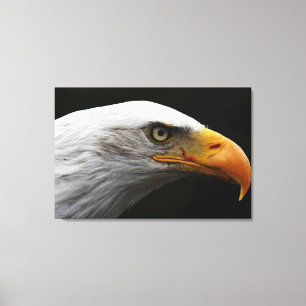 Impressão Em Tela Bald Eagle 36x24 (90x60cm) waccn