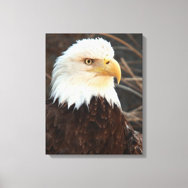 Impressão Em Tela Bald Eagle Closeup (Frente)
