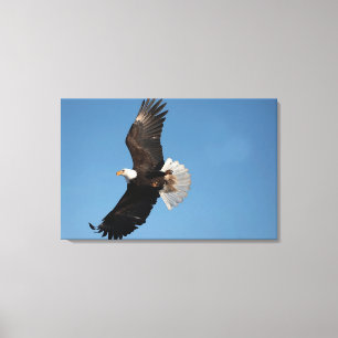 Impressão Em Tela Bald Eagle em Voo