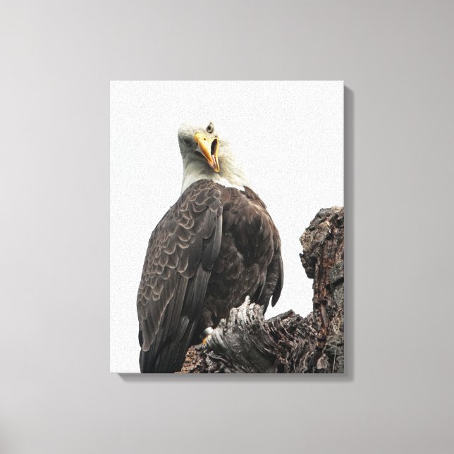 Impressão Em Tela Bald Eagle Olhando Para Você (Frente)