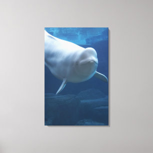 Impressão Em Tela Baleia da beluga (leucas do Delphinapterus)