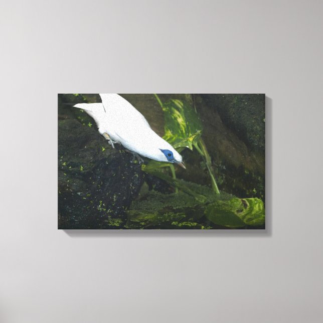 Impressão Em Tela Bali Myna (Frente)