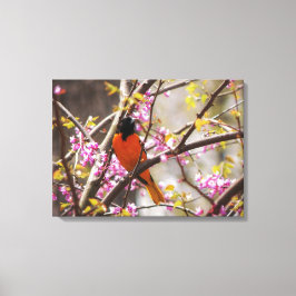 Impressão Em Tela Baltimore Oriole