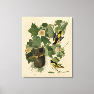 Impressão Em Tela Baltimore Oriole - das Aves da América de Audubon
