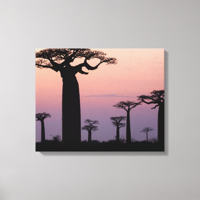 Impressão Em Tela Baobab Beco", Madagáscar, Morondava, África, (Frente)