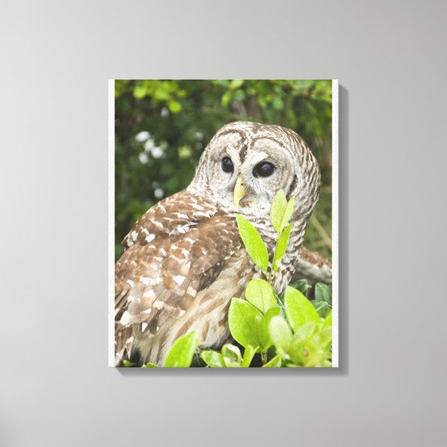 Impressão Em Tela Barred Owl (Frente)