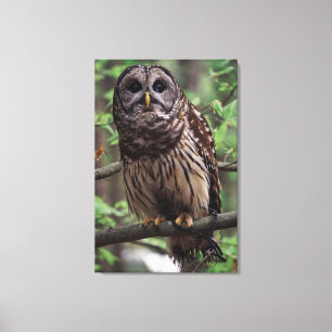 Impressão Em Tela Barred Owl