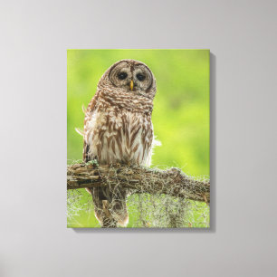 Impressão Em Tela Barred Owl On Tree Limb