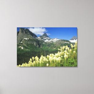 Impressão Em Tela Beargrass perto de Logan Pass no Parque Nacional G