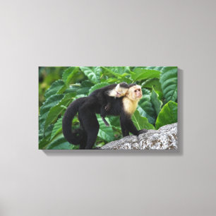 Impressão Em Tela Bebê adulto do carregando do macaco do Capuchin e