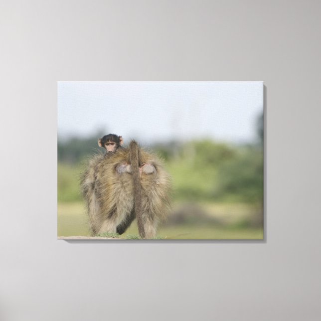 Impressão Em Tela Bebê Chacma Baboon (Papio ursinus) (Frente)