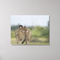 Bebê Chacma Baboon (Papio ursinus)